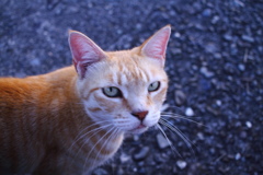 トラちゃん　カラー