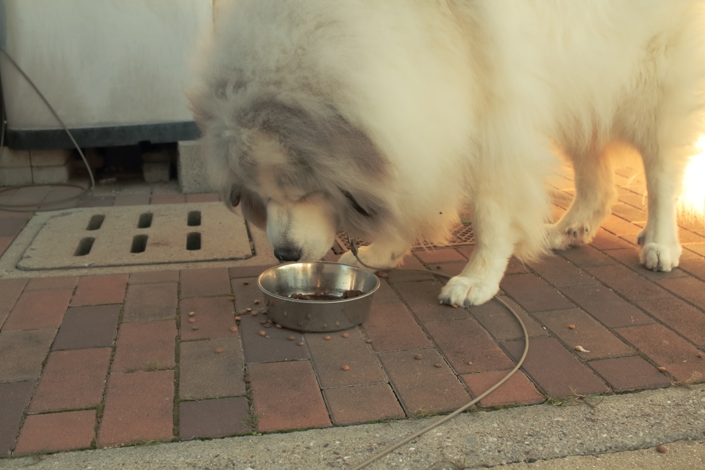 ココさん　27日　ご飯食べてる