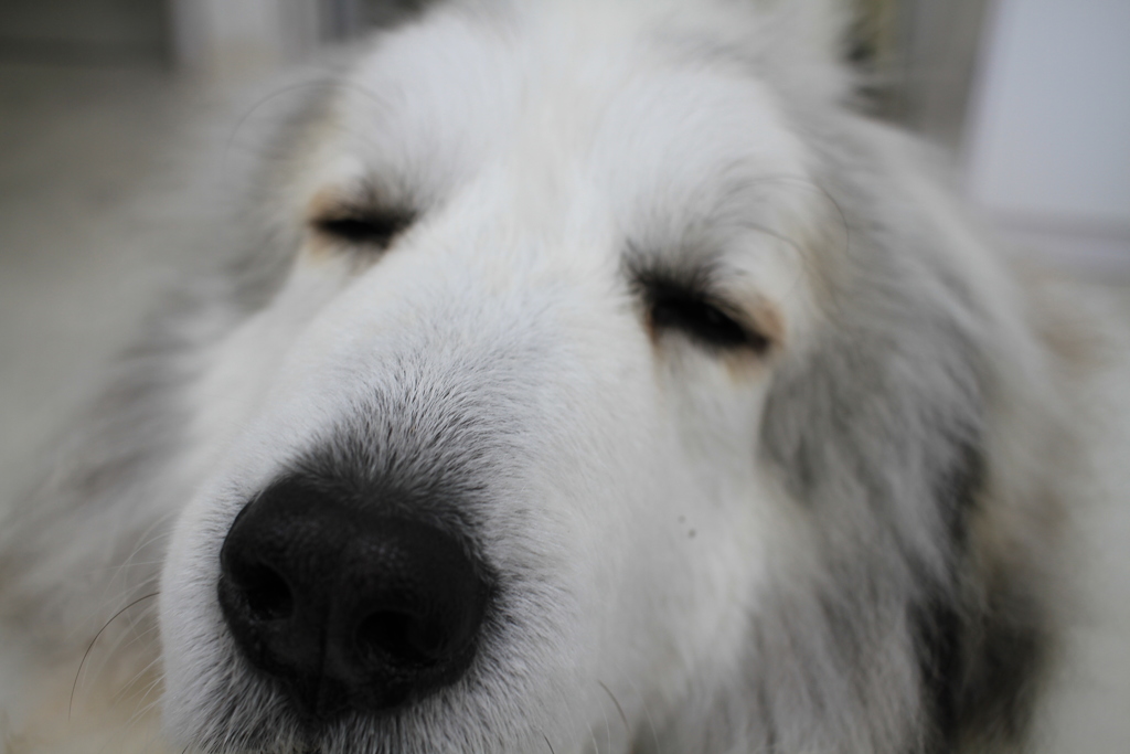 ココちゃんもいつも通り