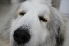 ココちゃんもいつも通り