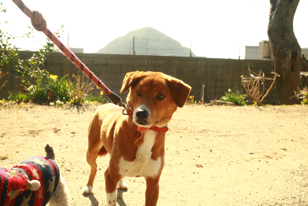 ビビりのソラちゃん