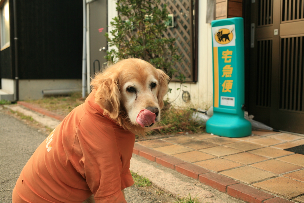 お宿番してるみゅうちゃん
