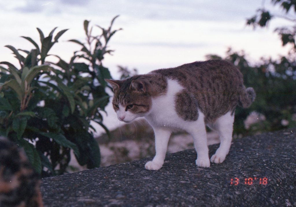 Eos5(Film)にて　10月ごろ