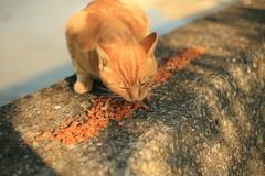 食べ過ぎのまるちゃん