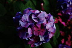 ココさん所の花