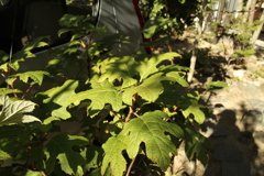 朝＠2020‐08‐16