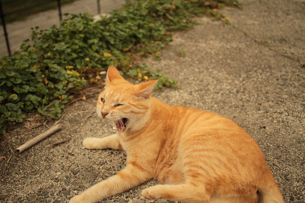トラちゃんはもういない　去年の写真