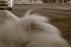 モフモフのココちゃん