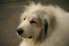 今日もかわいいココ様