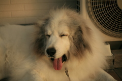 番犬してるココさん