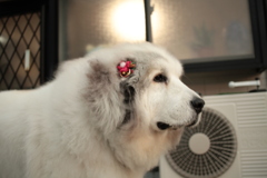 ココちゃん＠2017-12-16