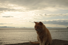 海とトラちゃん