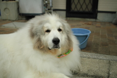 今日もココ様は元気