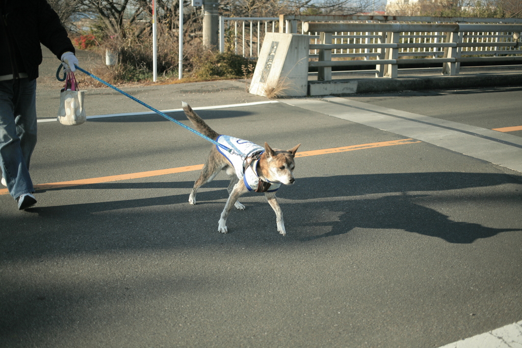 散歩してるポチ君