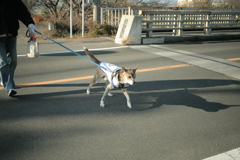 散歩してるポチ君