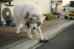 ごはんもっとくださいのココさん