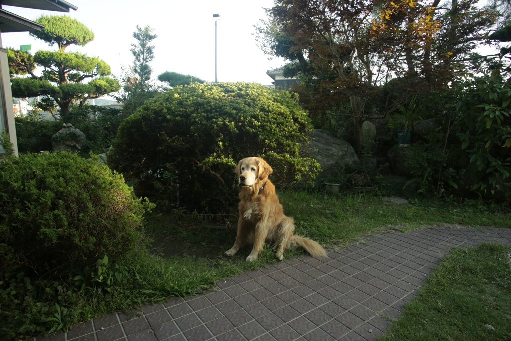 今日は散歩に行かないみゅうちゃん