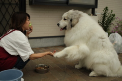 お手をするココさん