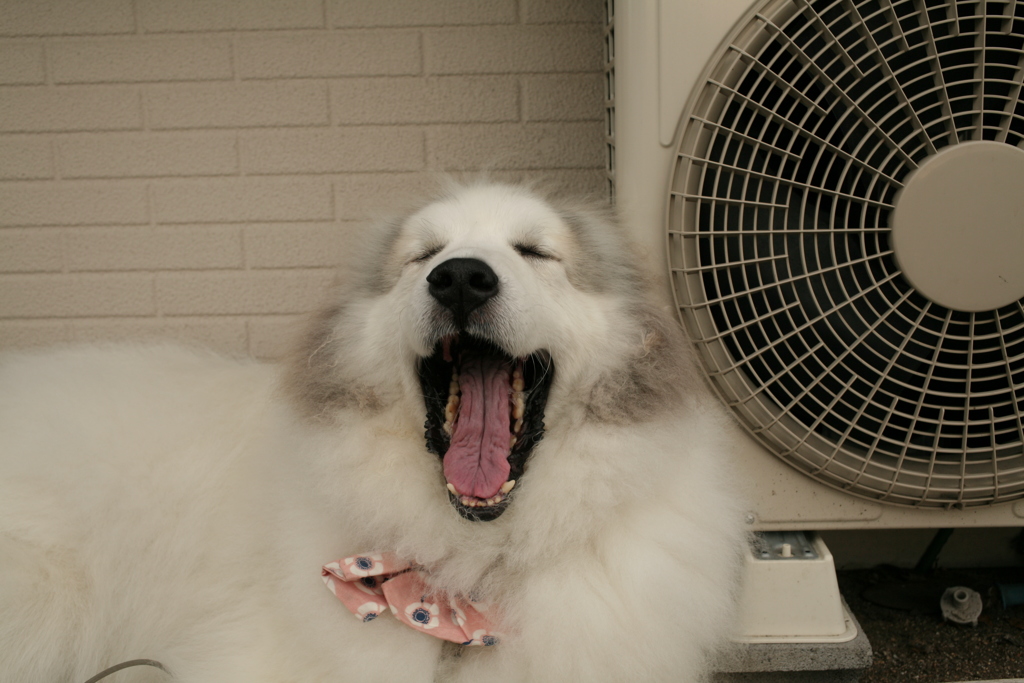 だんだん脱走した時のトラウマも解けてきてるココさん