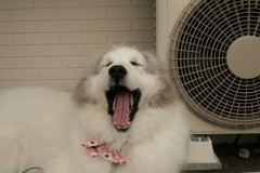 だんだん脱走した時のトラウマも解けてきてるココさん