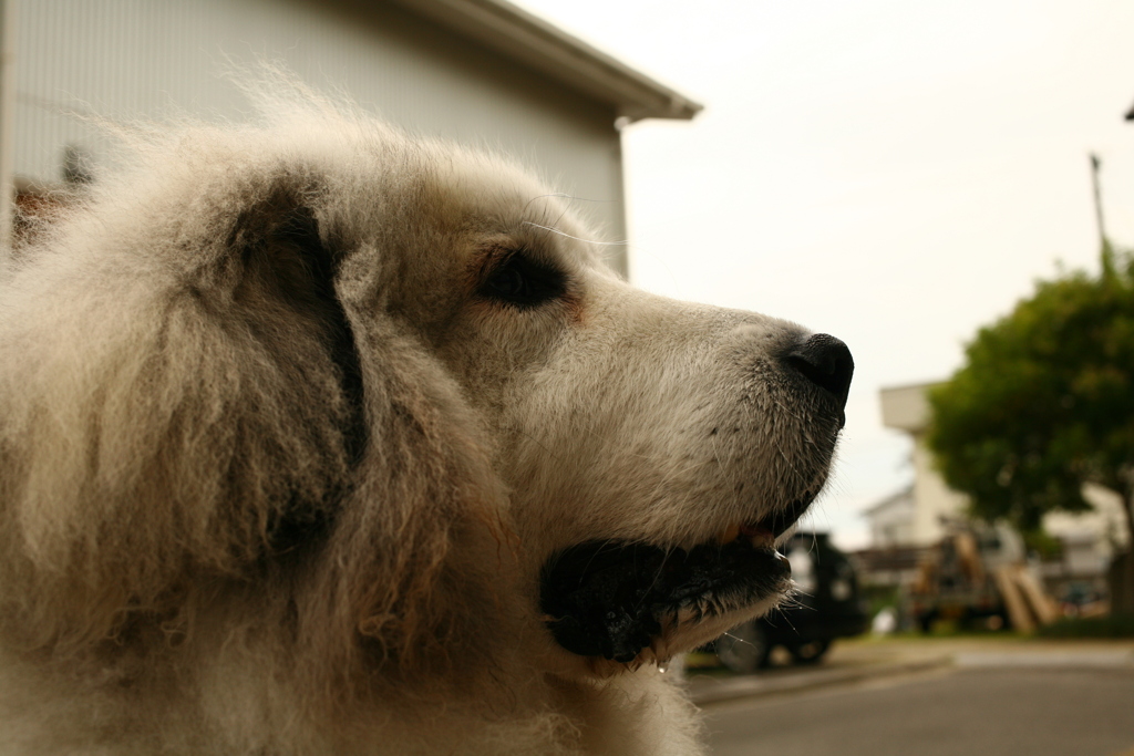 ご飯を待ってるココさん