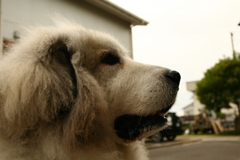 ご飯を待ってるココさん