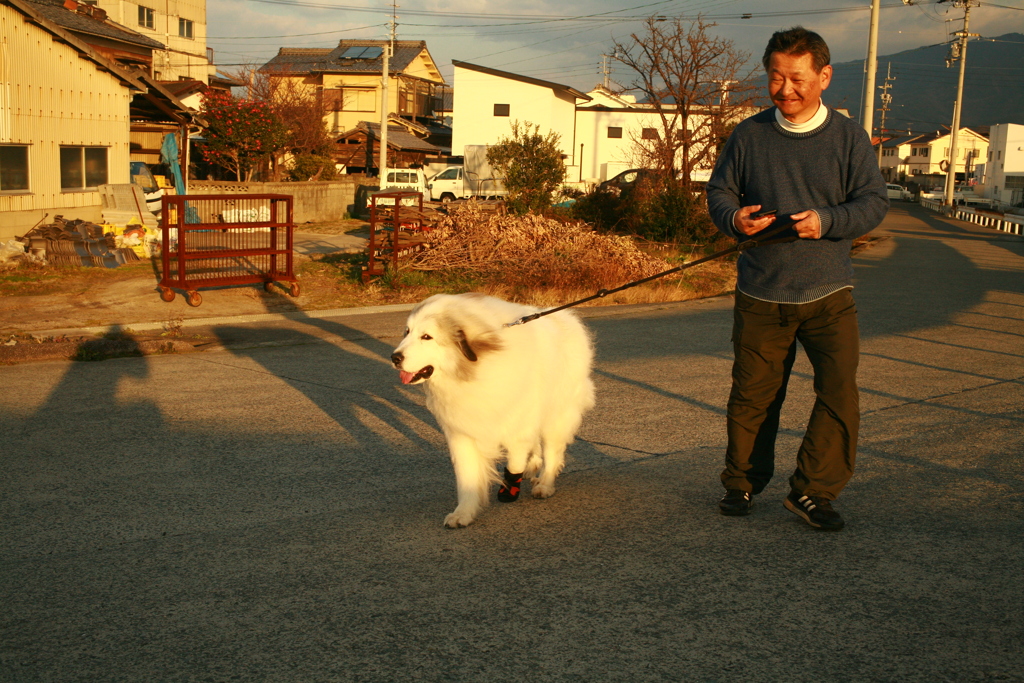 お父さんと散歩してるココさん
