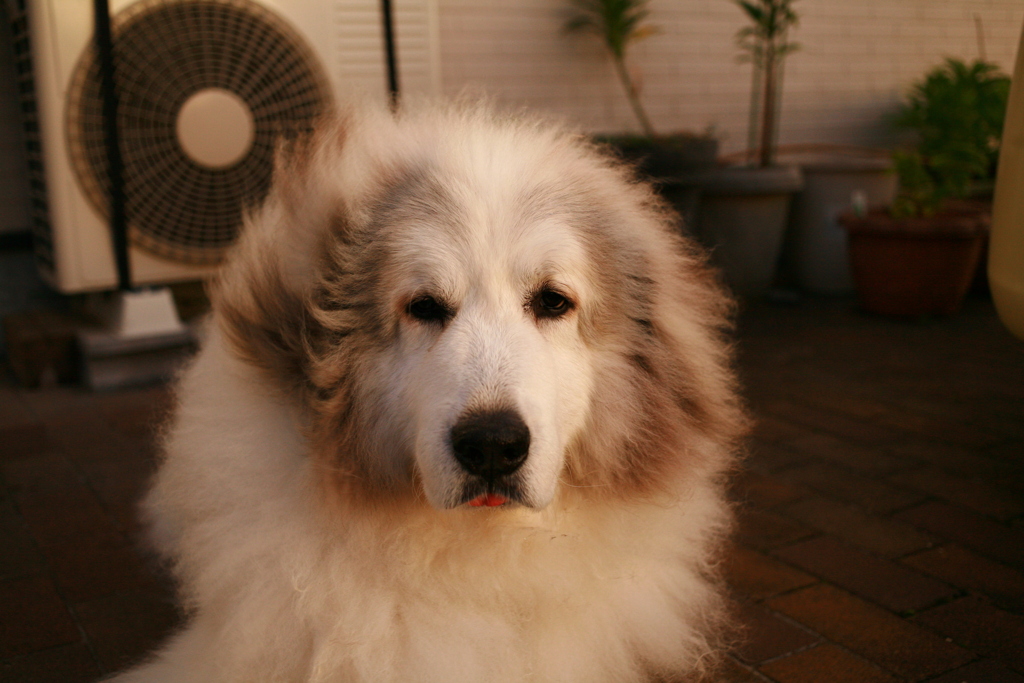 半年ぶりくらいで乗りワンコしてくれたココ様