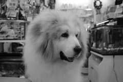 今日もかわいいココさん