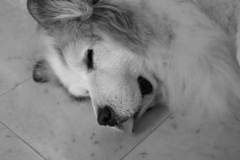 朝、お店番してるココ様