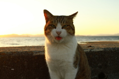 変な顔してるトム君