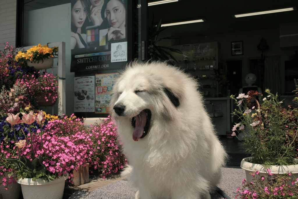 お昼、お店番してるココ様