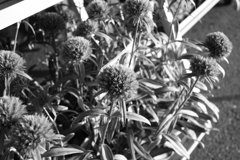 スーパーで売ってた花