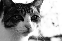 必殺仕事にゃんこ　トム君は見た