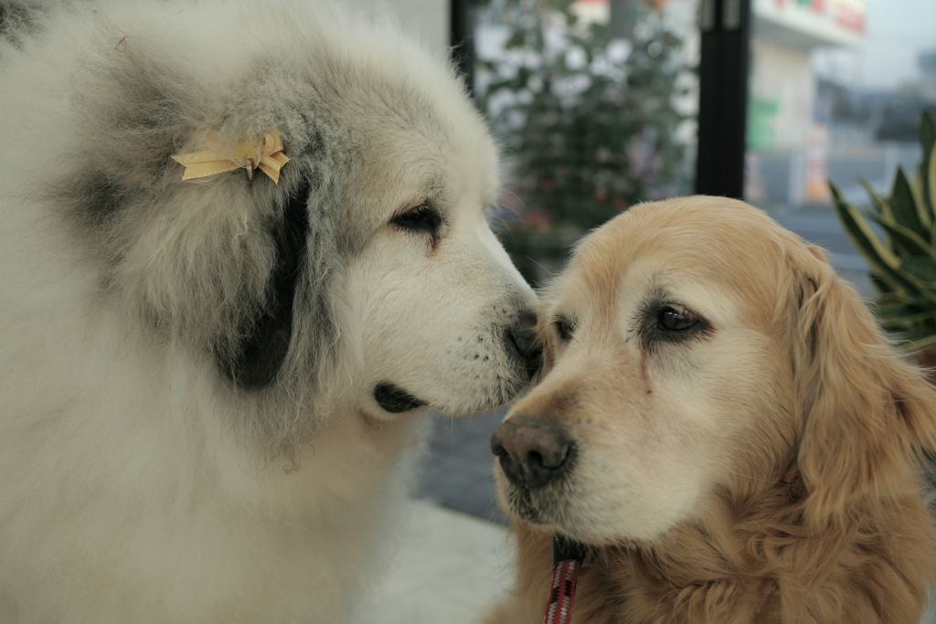 ココさんとみゅうちゃん