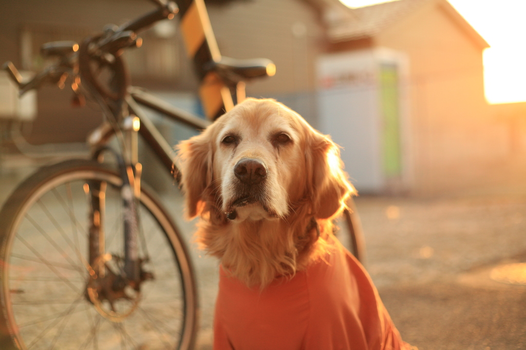 後光がさしてるみゅうちゃん