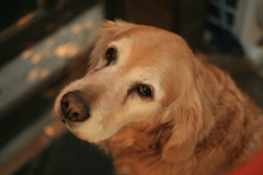 寒くてもお宿番してるみゅうちゃん