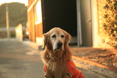 お宿番してるみゅうちゃん