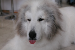 月曜朝のココさん