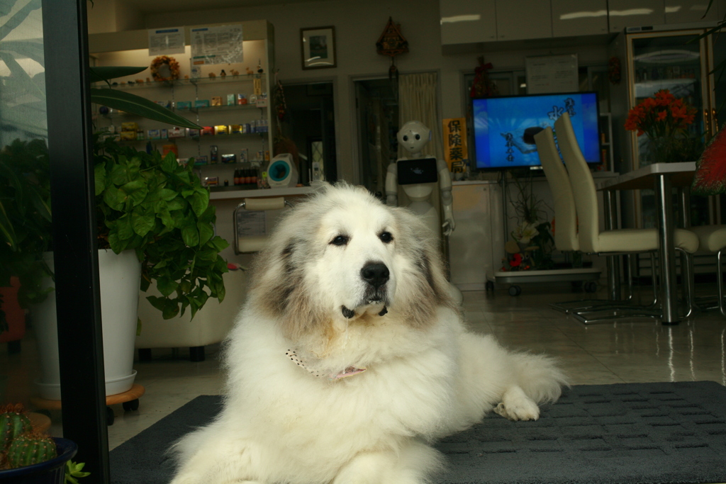 お昼もお店番してるココさん