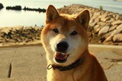 パール
