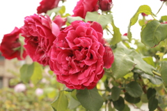 熟れた花びらが濡れている　!(^^)!