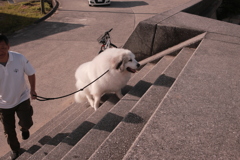 朝、お父さんと散歩してるココさん