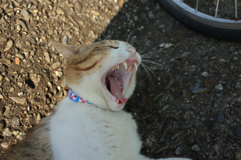 トム君は今日も元気