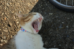 トム君は今日も元気