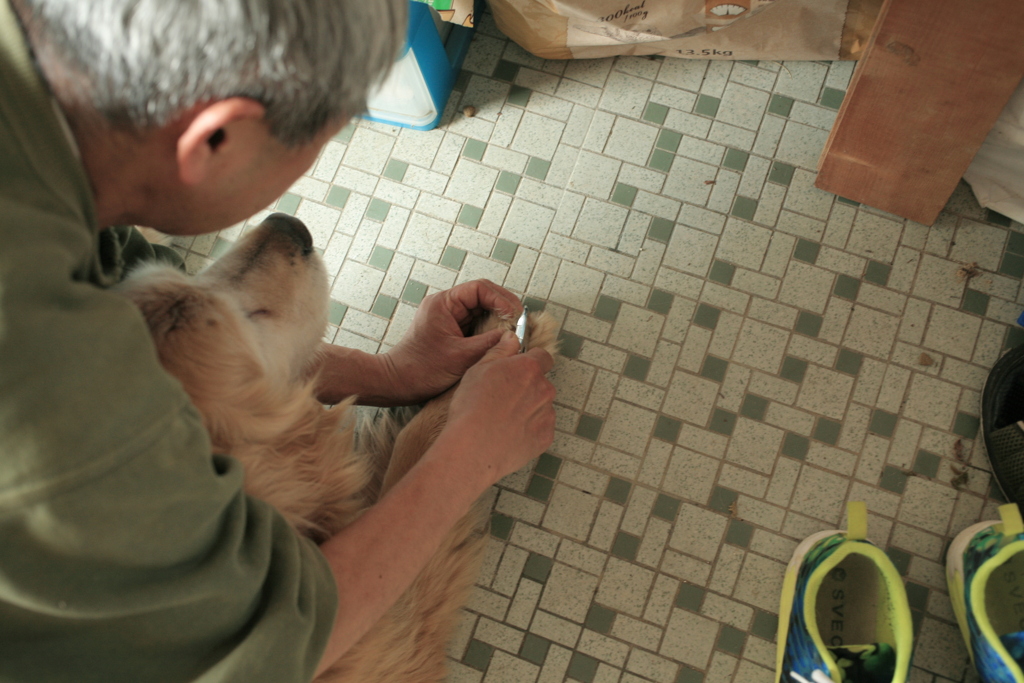 爪を切ってもらうみゅうちゃん