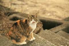 ねこ