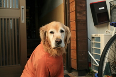 お宿番してるみゅうちゃん