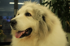 暗くなると色のりが良くないな