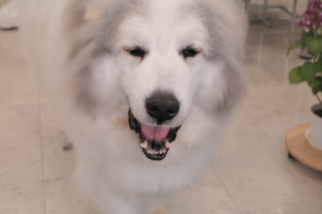 今日も元気なココさん